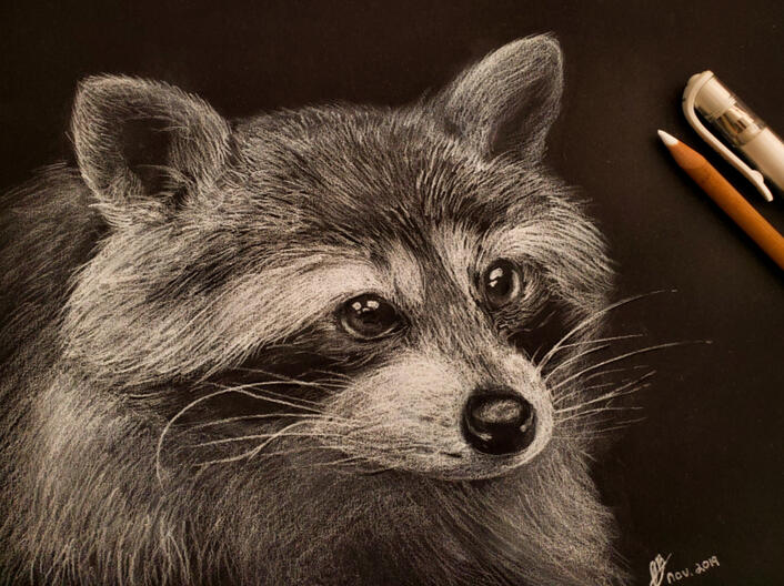 Raccoon Sketch